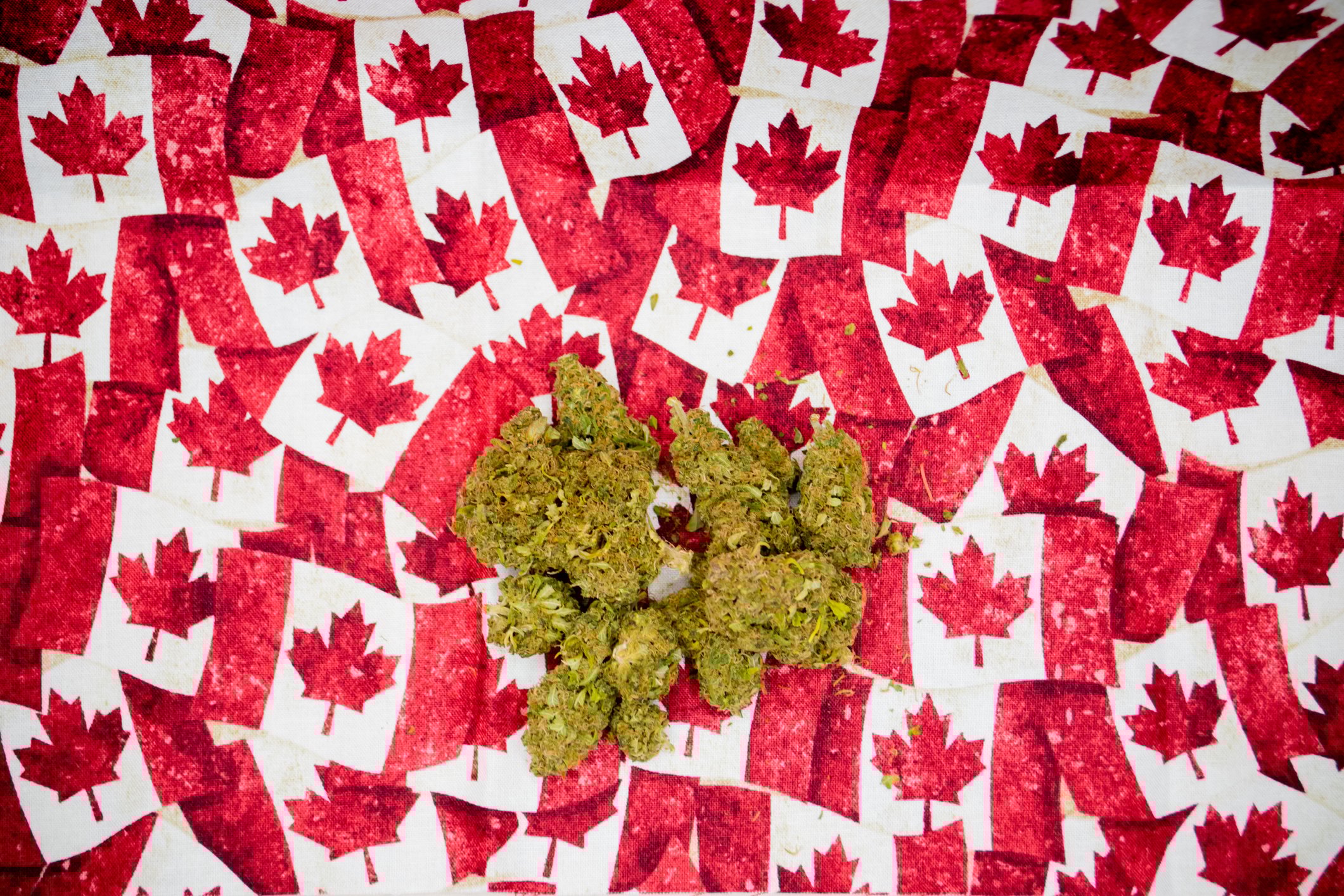 Marijuana buds on top of tiny Canadian flags.