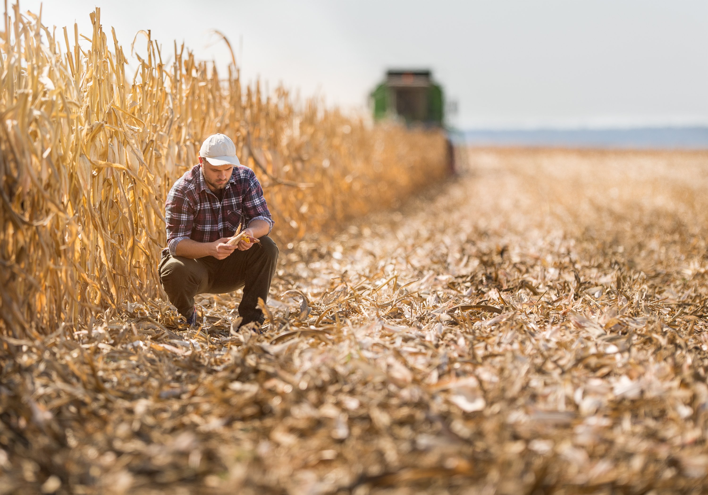A farmer in a corn field. 