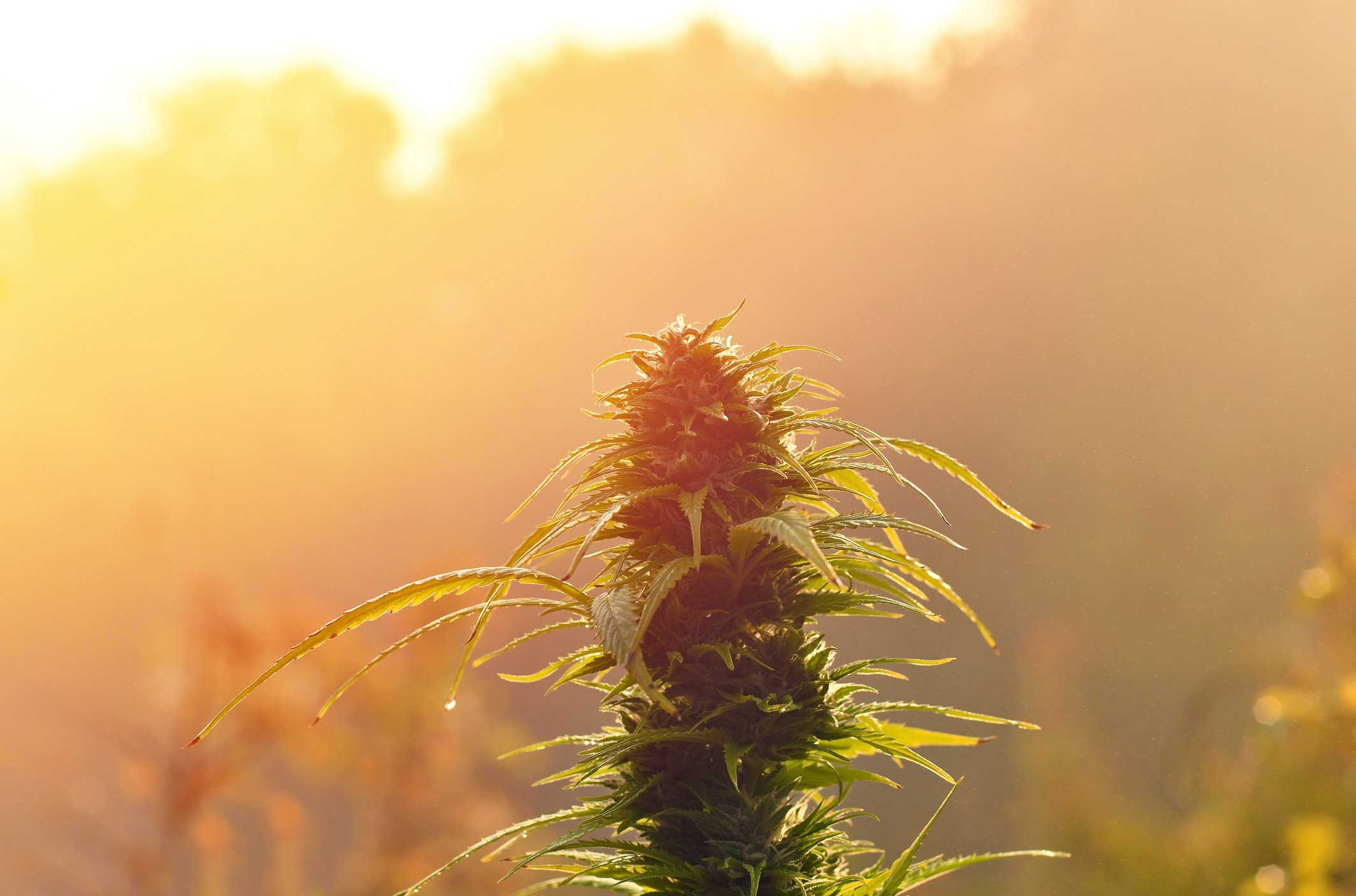 A marijuana plant basking in the sun.
