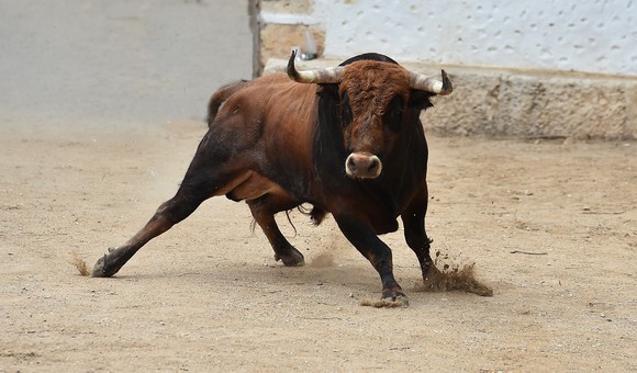 A bull in fighting stance 