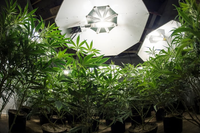 Potted cannabis plants growing under special lighting.