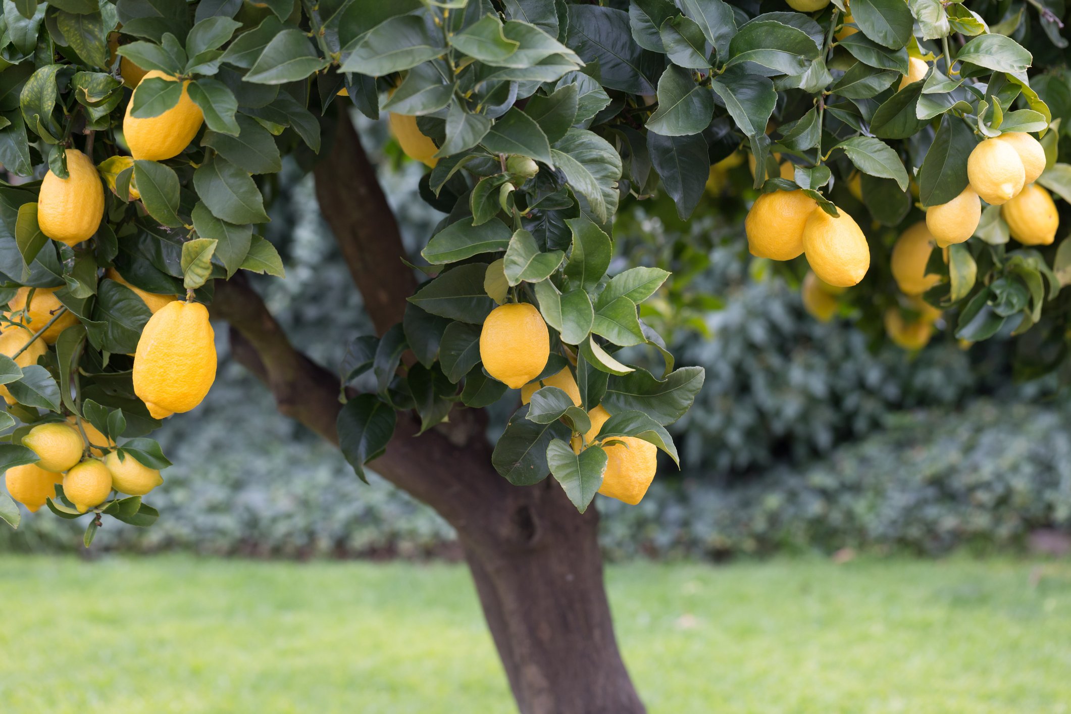 Lemon tree with large, ripe fruit.