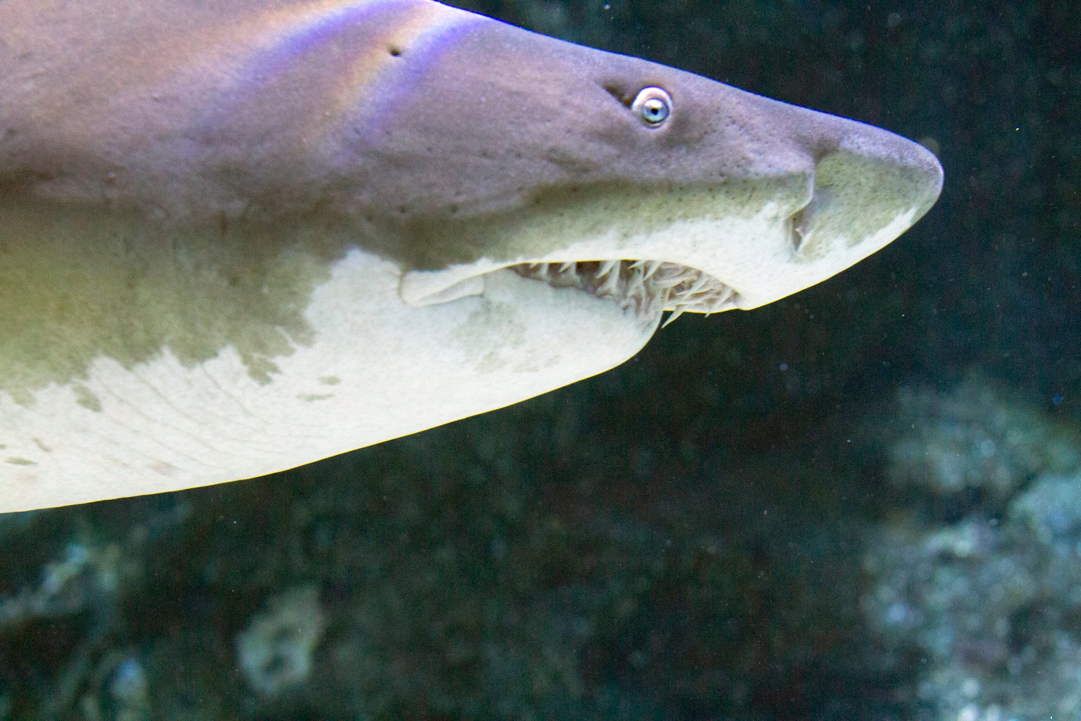 A shark showing its teeth.