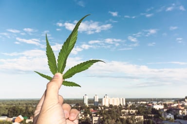 Marijuana leaf