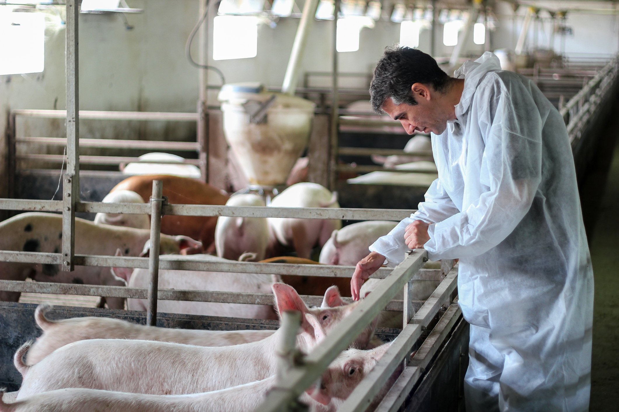 Veterinarian examining pigs.