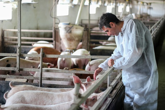 Veterinarian examining pigs.