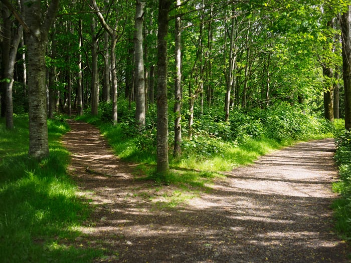 Diverging paths in a forest.