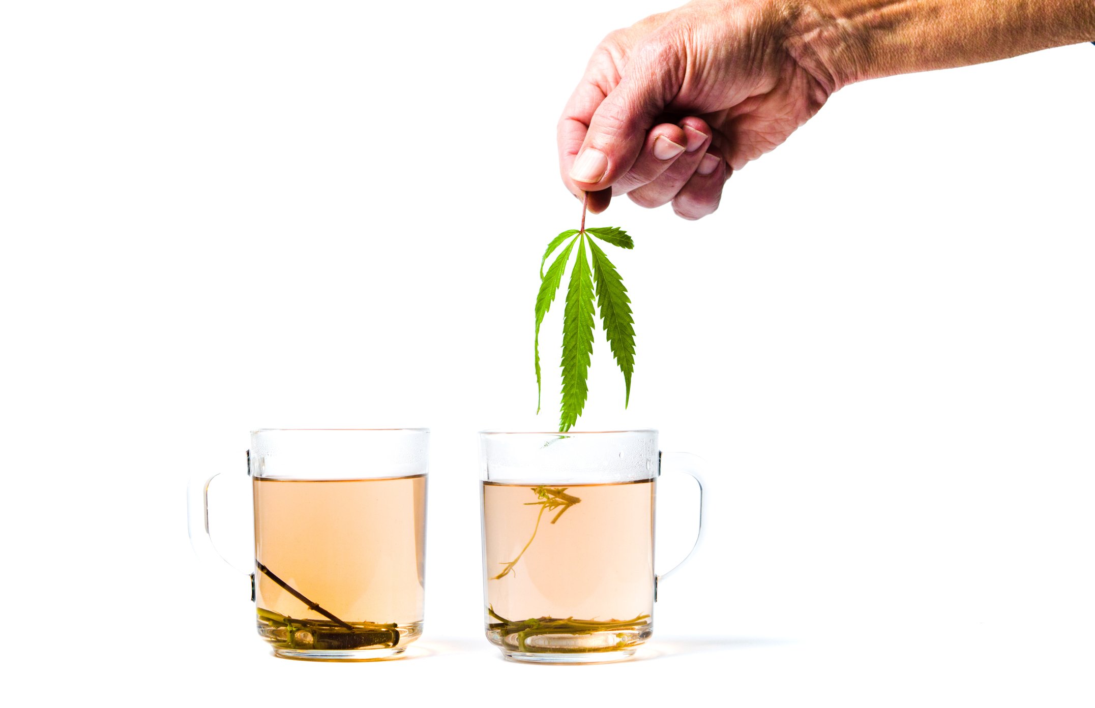A man's hand holding a cannabis leaf above two cups of tea from the same plant.
