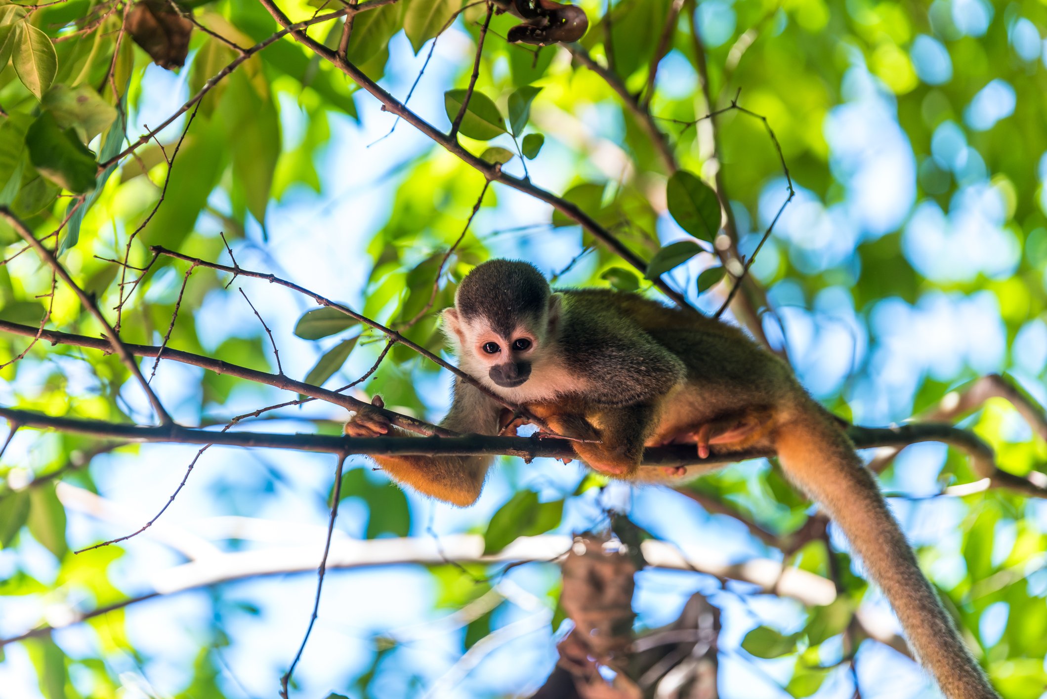 Monkey on a tree branch looking down