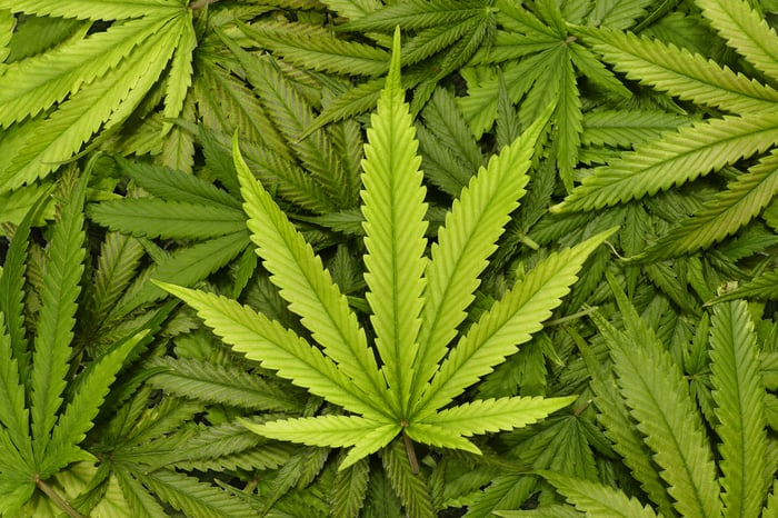 Pile of marijuana leaves with a prominently placed in the center of the pile