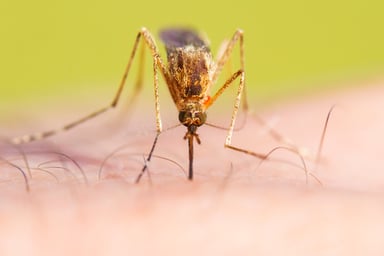 ROL - Mosquito - GettyImages-576893604