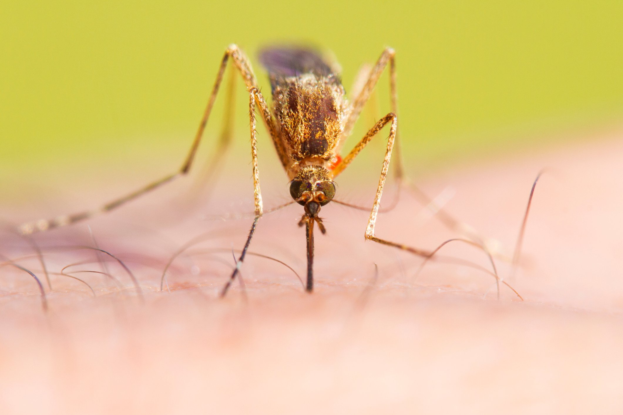A mosquito feeds on a person's arm