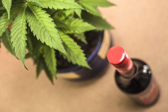 A potted cannabis plant next to a wine bottle.