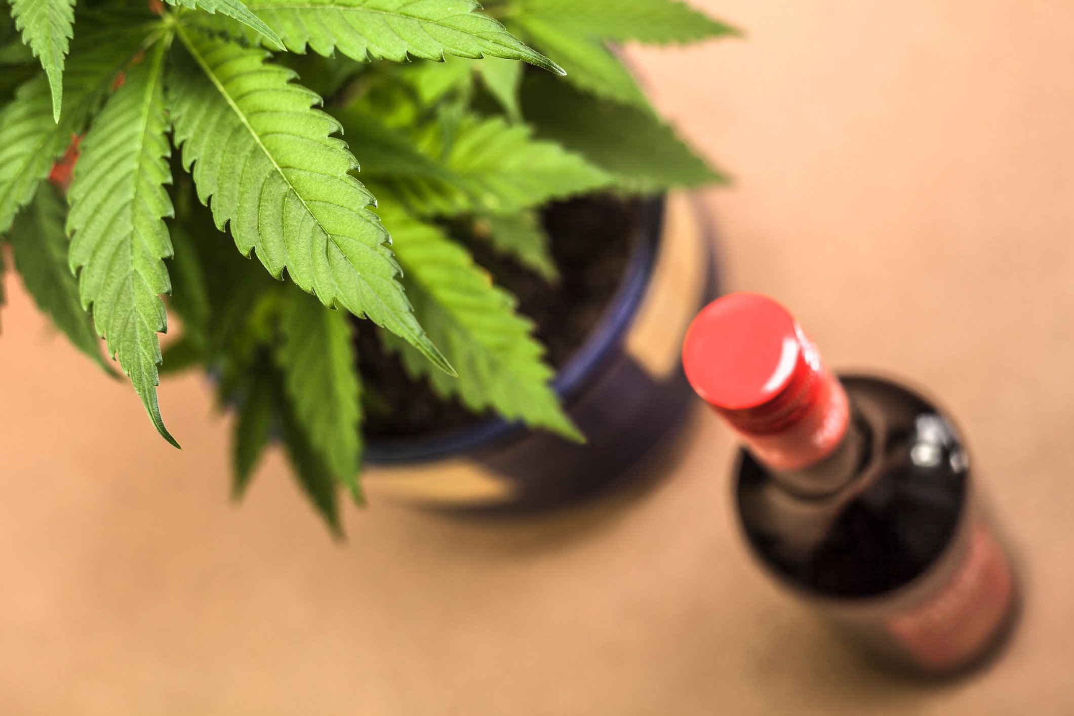A potted cannabis plant next to a bottle of wine. 