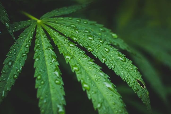 Close-up of a marijuana leaf with water drops on it.