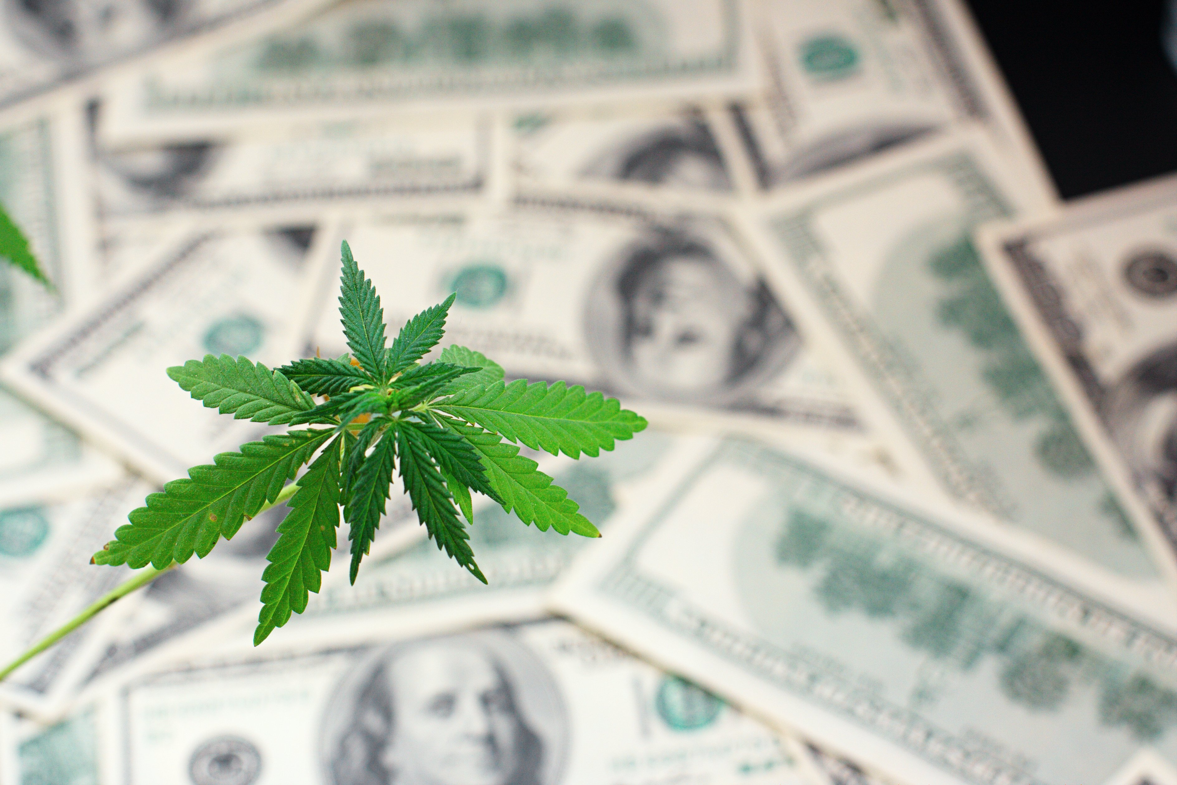 Stem and leaves from a marijuana plant with $100 bills in the background