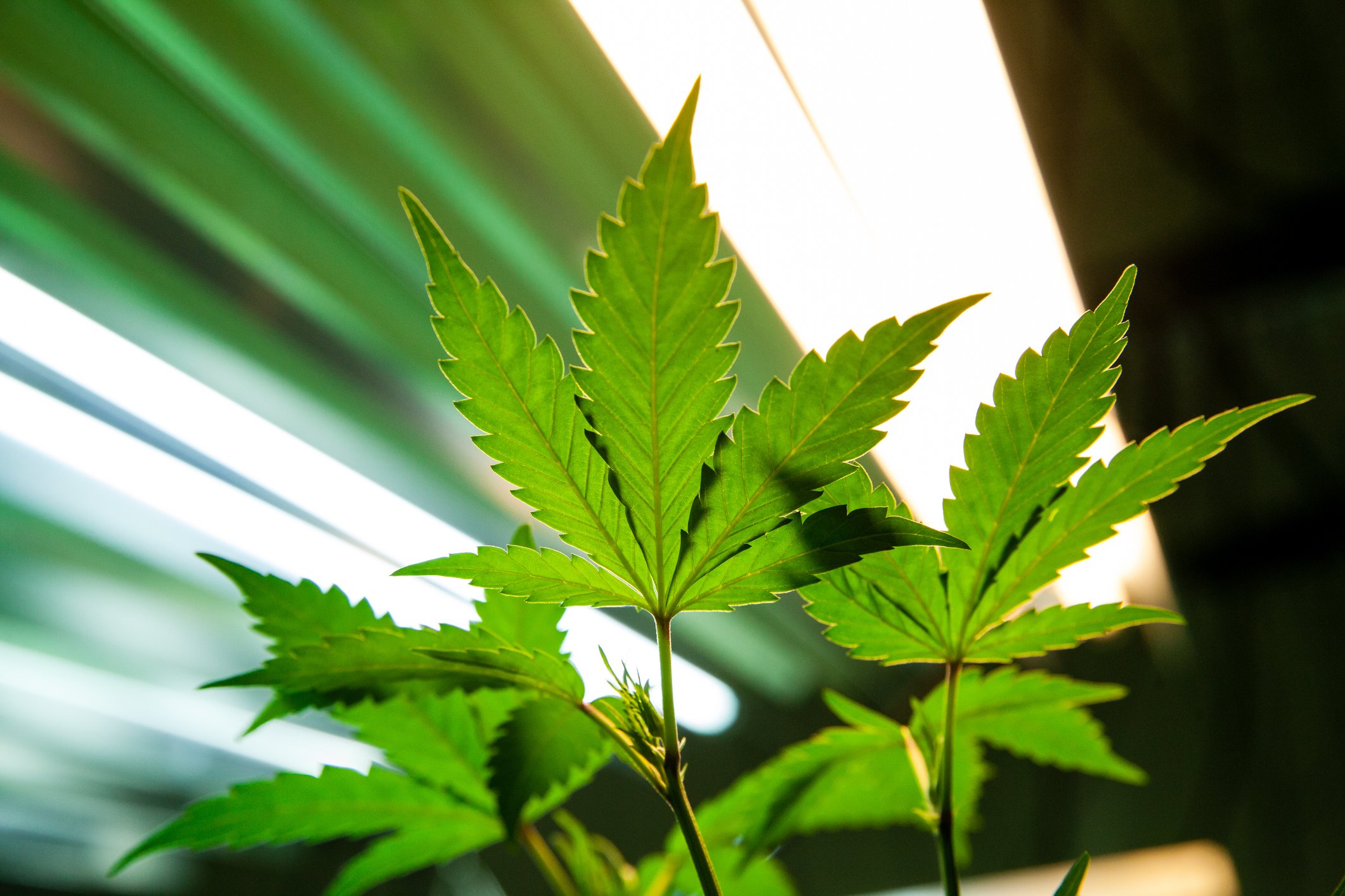 Marijuana plant underneath lights