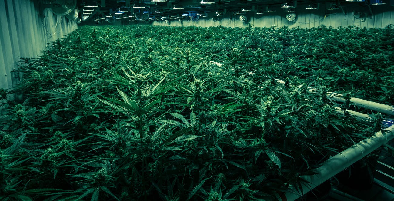 Large greenhouse facility with long rows of cannabis plants growing under lights.