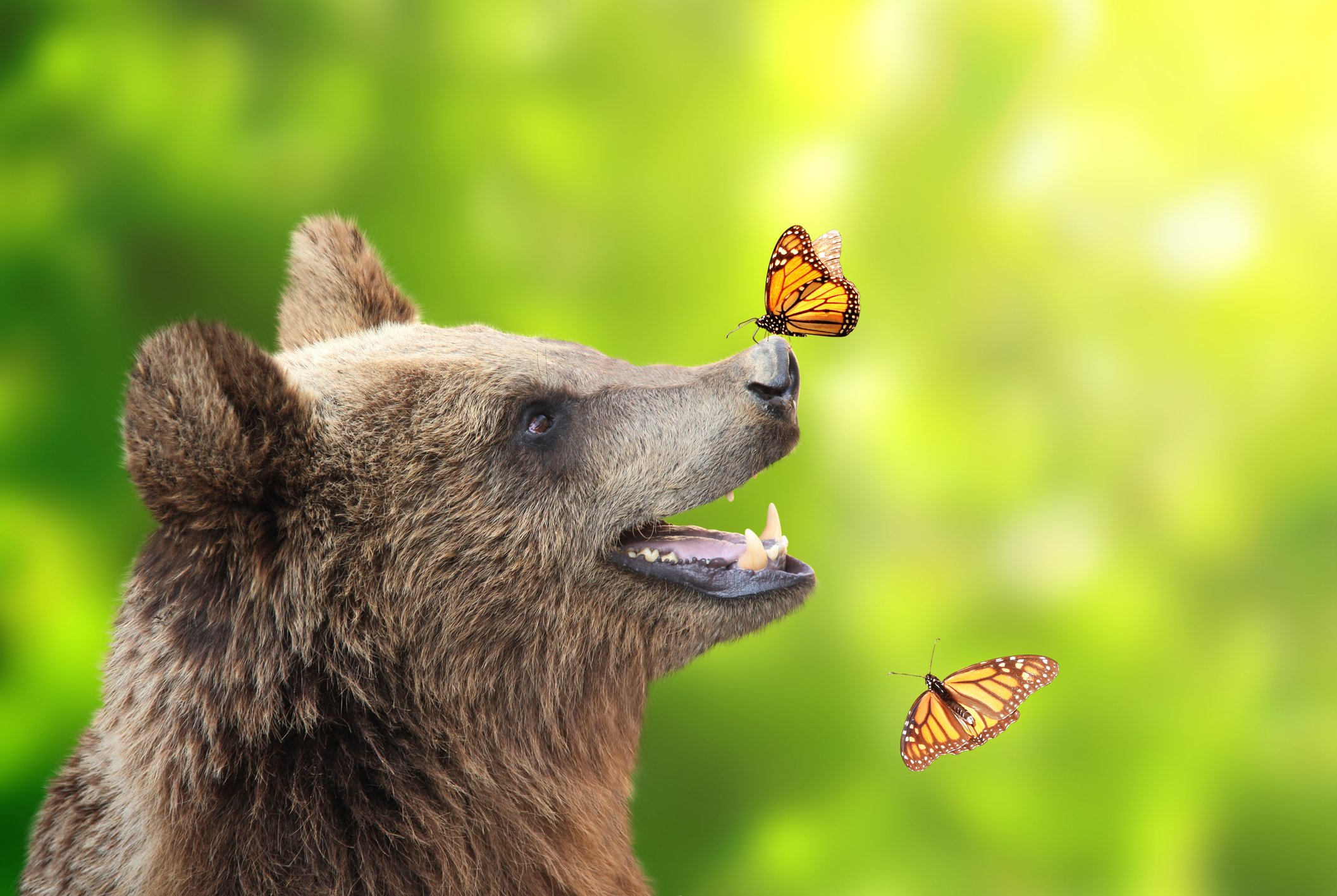 Bear with a butterfly on its nose.
