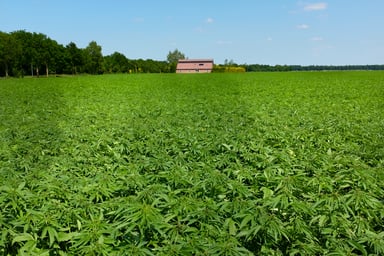 hemp stocks farm bill cbd hemp-derived cbd