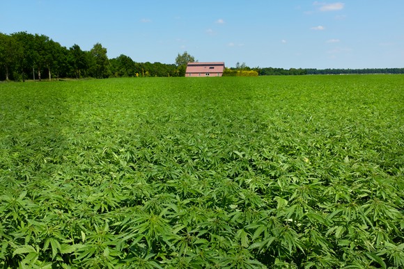 A field of hemp