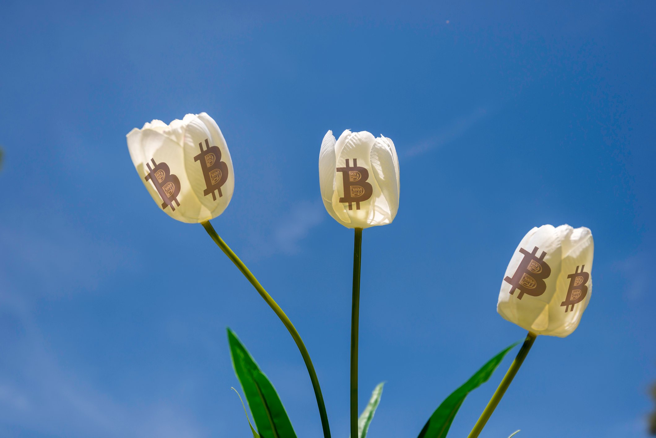 Three white tulip flowers bearing Bitcoin symbols on the petals.