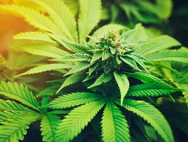 Marijuana Plant Getty