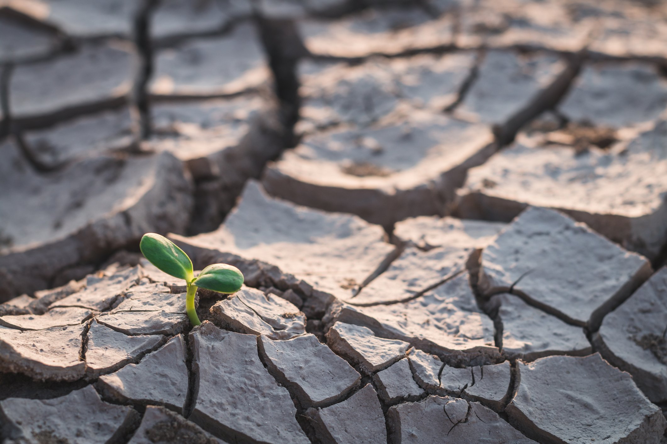 A small green shoot pokes through drought-cracked ground.