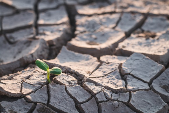 A small green shoot pokes through drought-cracked ground.