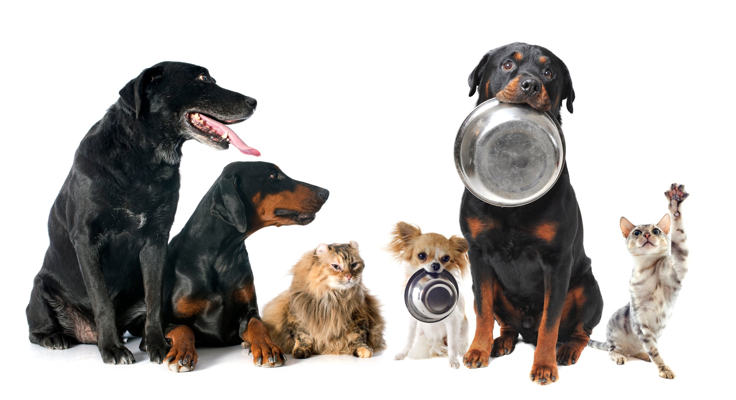 A group of dogs and cats wait for food.
