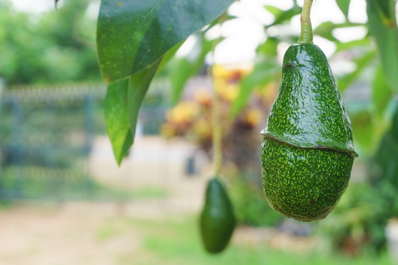 Ripe avocados hang on a tree in an avocado grove.