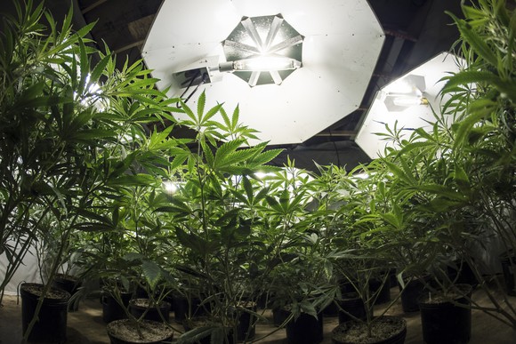 Potted cannabis plants growing under special indoor lights.