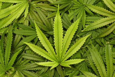 Marijuana leaves