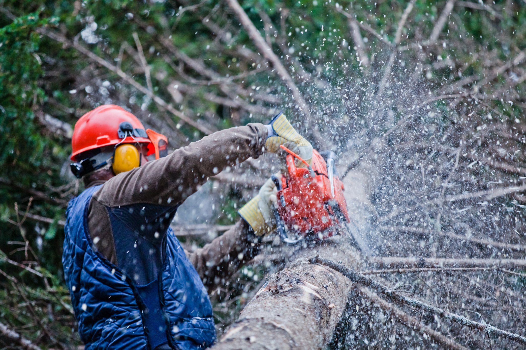 Man chainsawing a tree