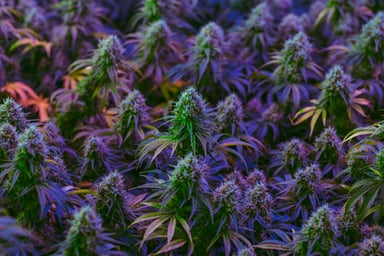 indoor grow