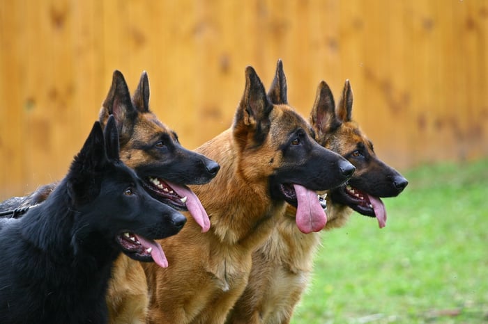 Four dogs with tongues out in a field of green and gold.