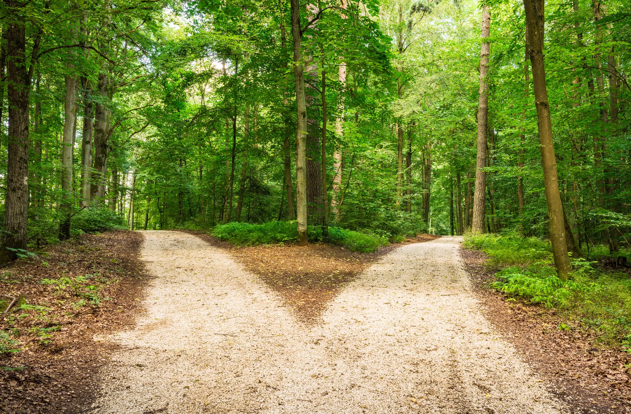 Fork in the road in a green forest