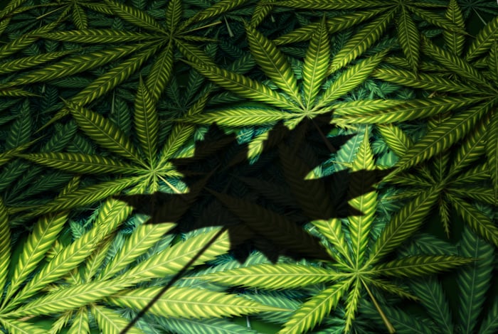 Shadow of Canadian maple leaf on top of a pile of marijuana leaves