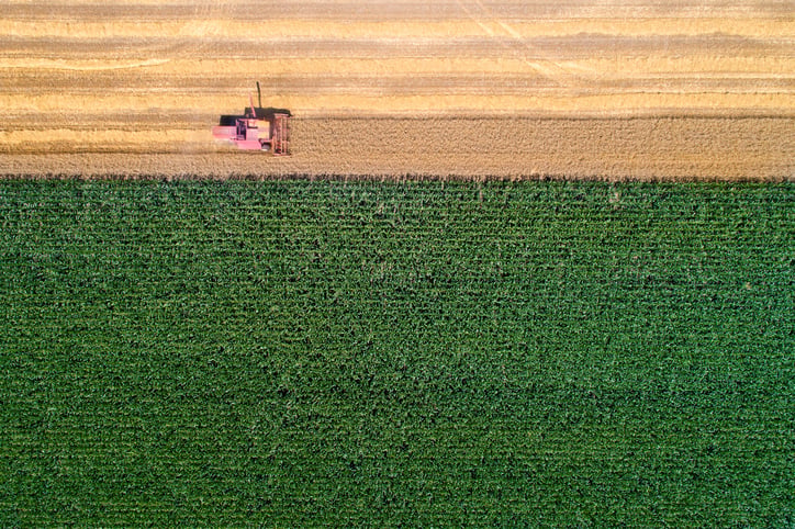 A bird's eye view of a corn harvest.