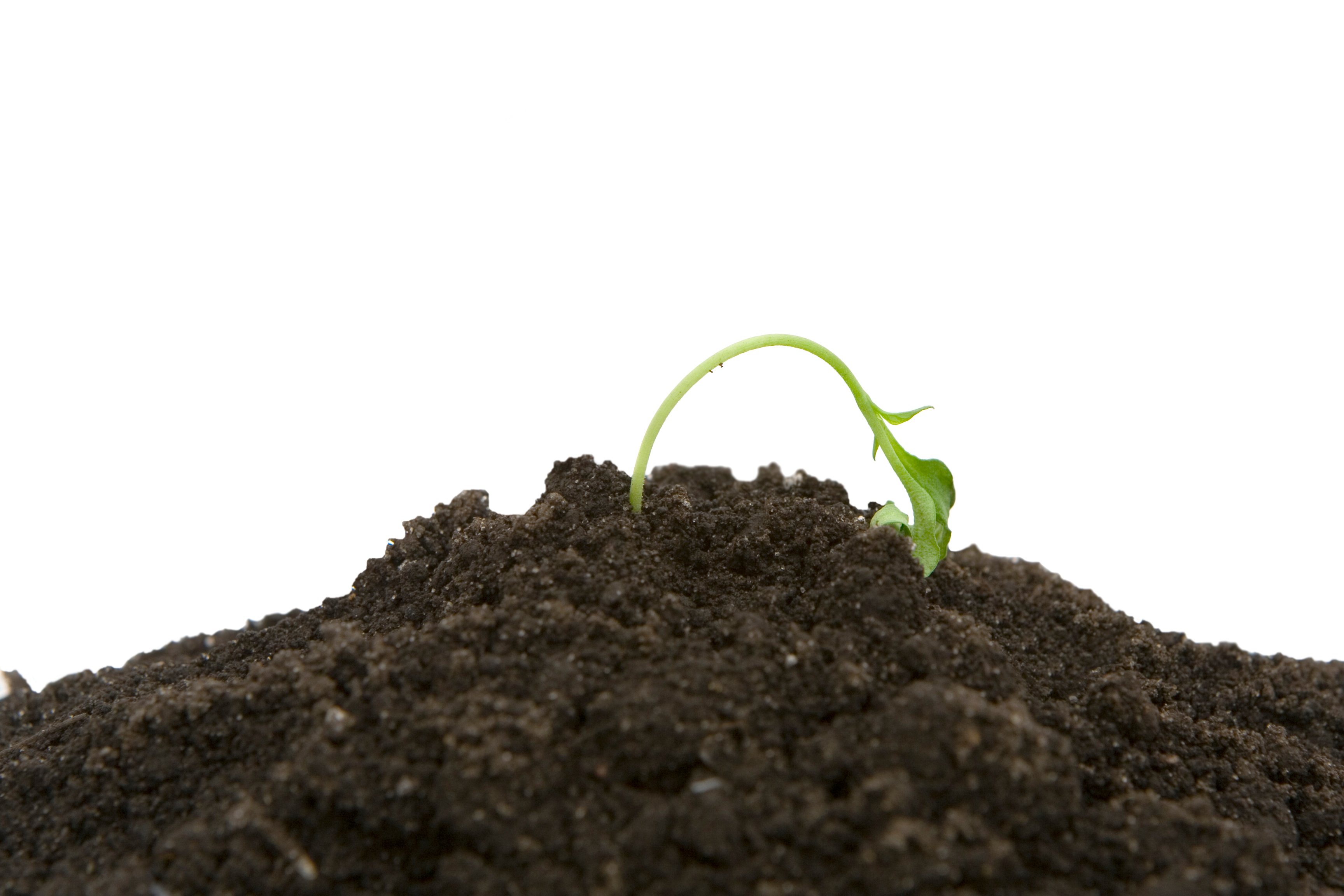 A plant struggling to grow in some soil