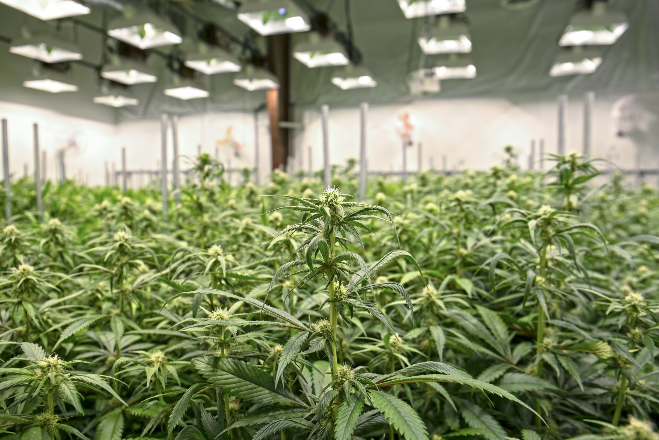 Rows of cannabis plants in an indoor greenhouse with lights overhead.