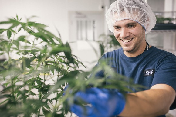 Worker wearing hair net and blue gloves working next to a cannabis plant.