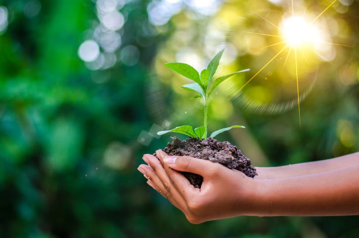 Hands holding a patch of soil with a plant growing out of it