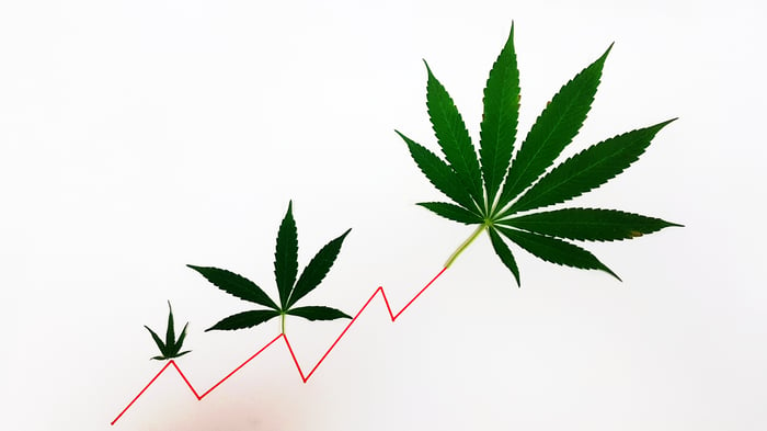 Three marijuana leaves on top of a line chart going up.