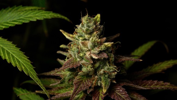 A flowering cannabis variety known as Grape Dog.