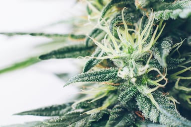 MJ bud