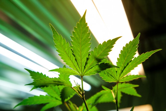 Marijuana plant under lights.