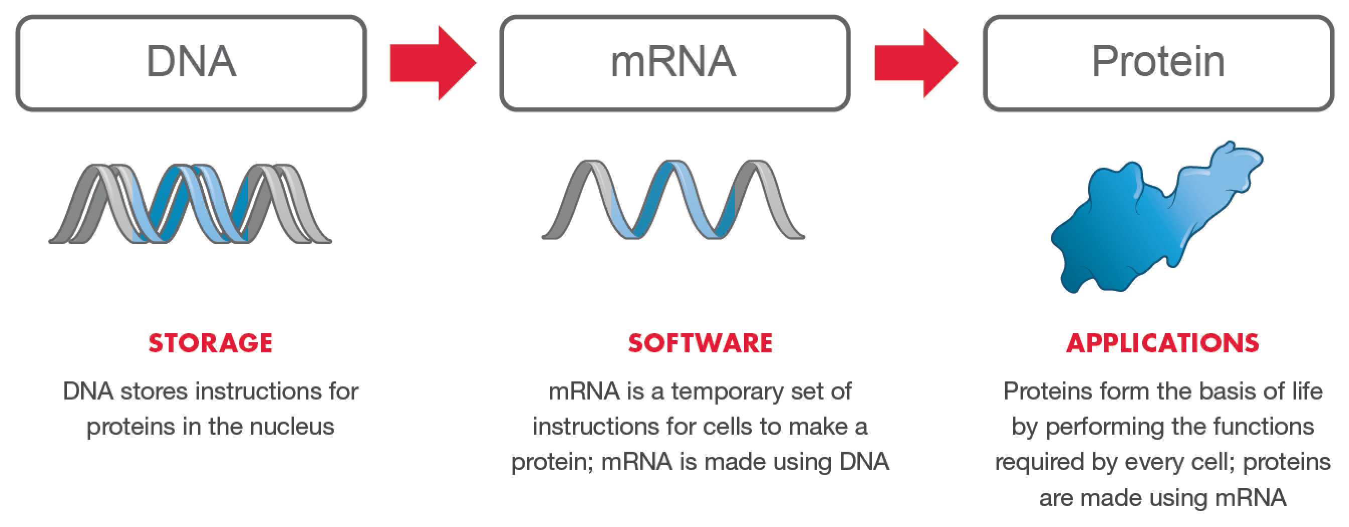 Diagram of relationship between DNA, mRNA, and proteins.