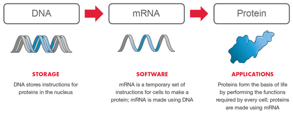 Diagram of relationship between DNA, mRNA, and proteins.