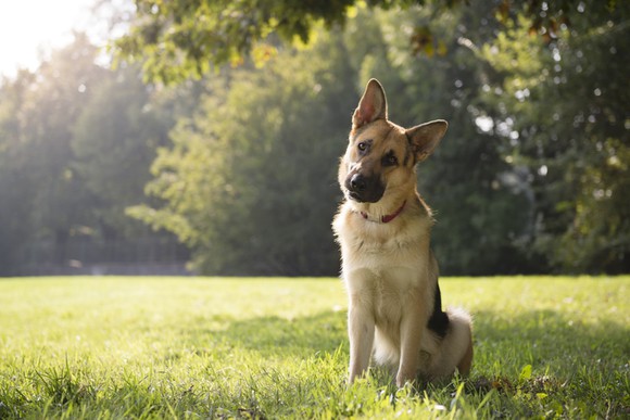 A dog with his head tilted to the side.